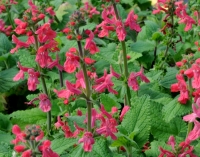 Stachys coccinea